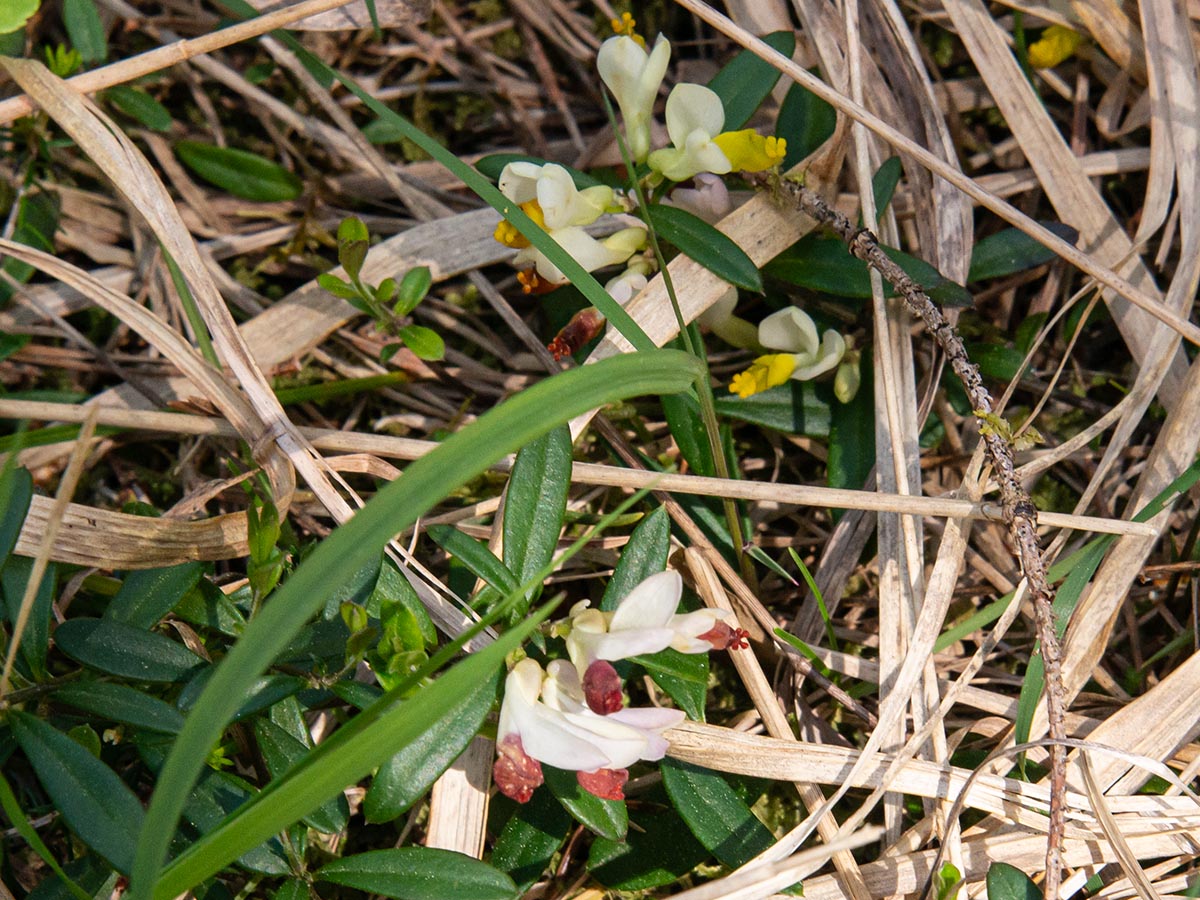 im schattigen Unterholz